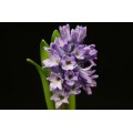 Hyacinth - Purple
